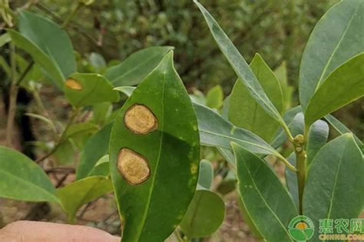 苔藓植物固氮测定方法