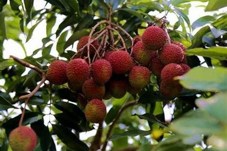 荔枝专用叶面肥什么好？