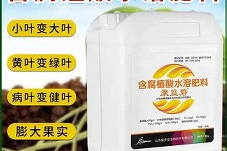 月季花冬季怎么施肥