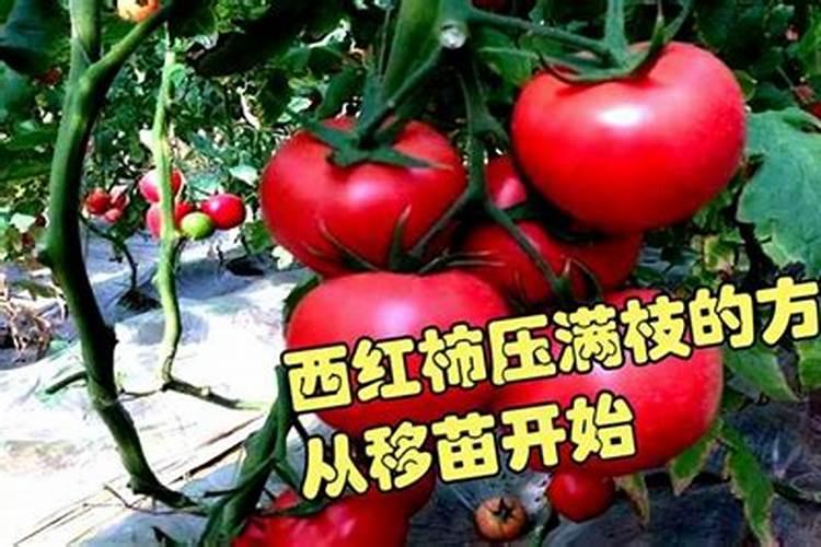 西红柿施什么肥最好