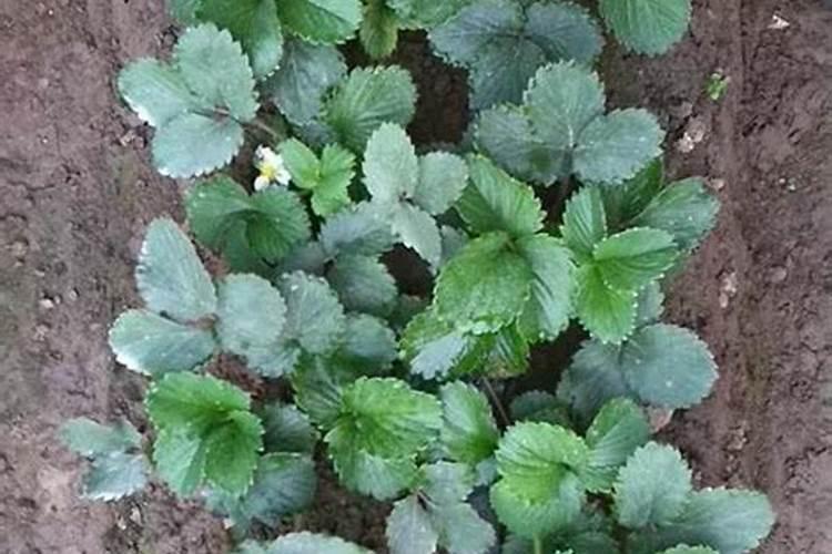 种韭菜用什么肥料最好