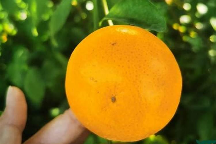 月季发芽之后需要施肥吗？多久施肥的效果最好？
