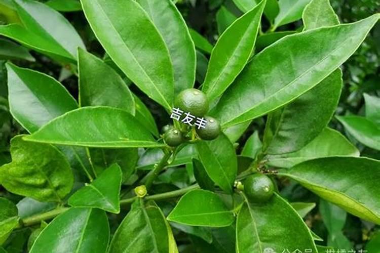 请问老师杨梅树如何控梢？
