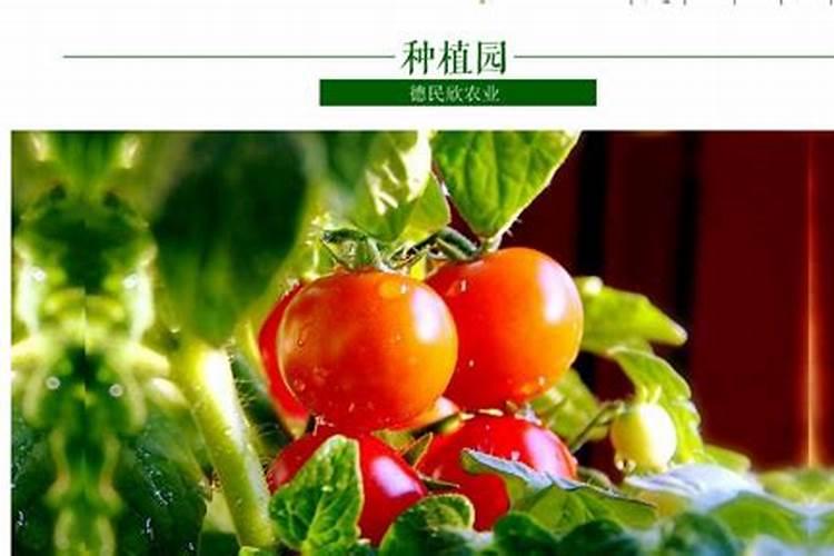 樱桃防裂果最佳方法