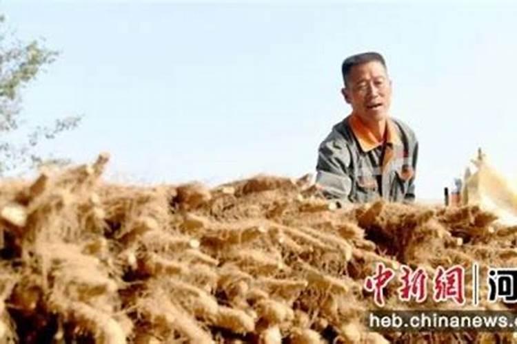 香雪兰开完花怎么处理,减少水肥适当修剪
