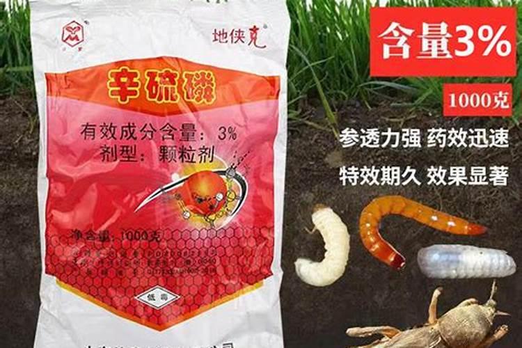 月季花生白粉病怎么办