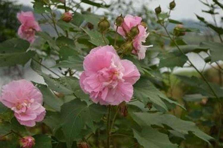 吊瓜种植怎么样