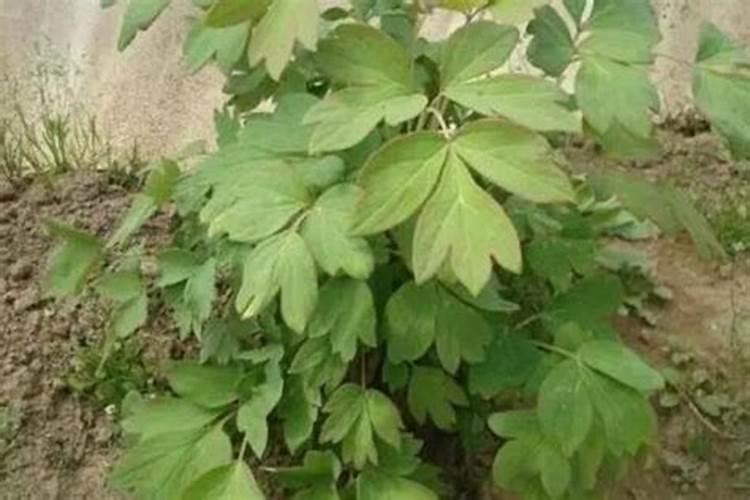 专家老师们茶叶的春茶肥什么时候施肥最好,用的是有机肥。