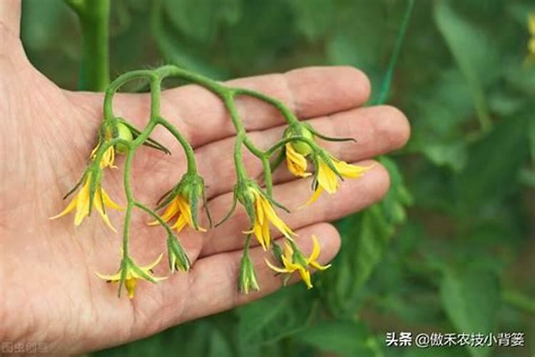 番茄开花期间用什么样的叶面肥比较合适？