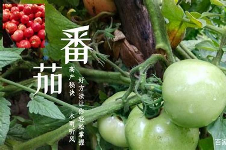 番茄保花保果的措施