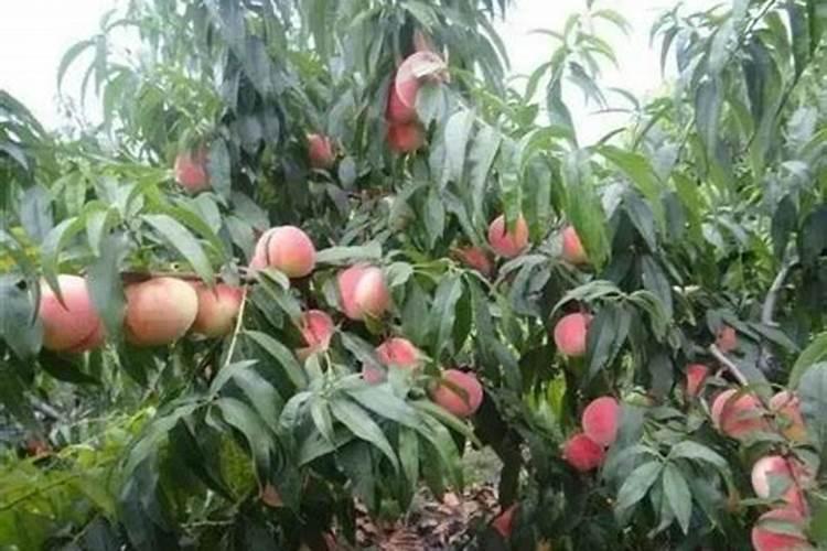 莴苣种子什么时候播种效果好？