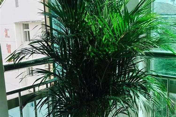 磷肥种花生怎么使用