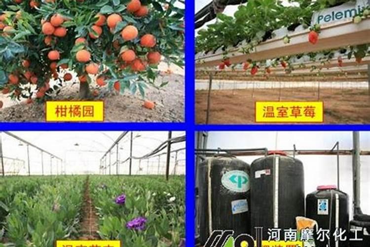 大豆开花期喷施叶面肥和虫子药可不可以？