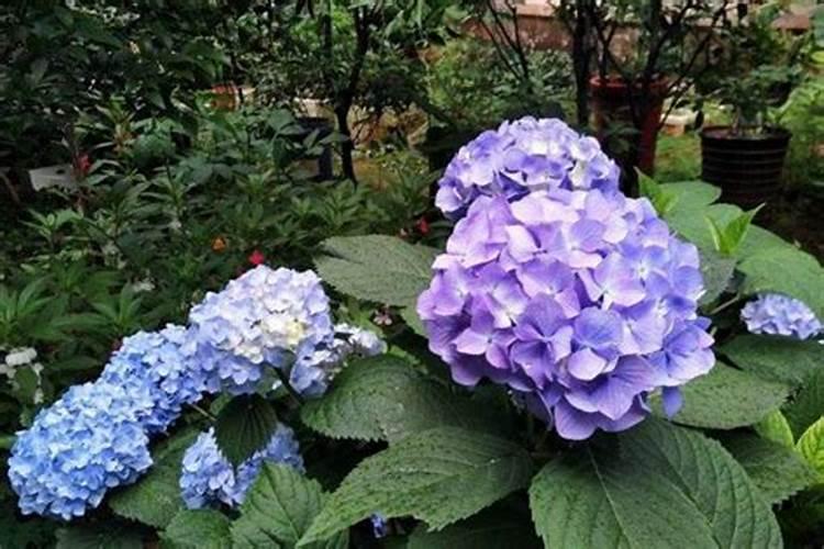 葡萄树开花前施什么肥
