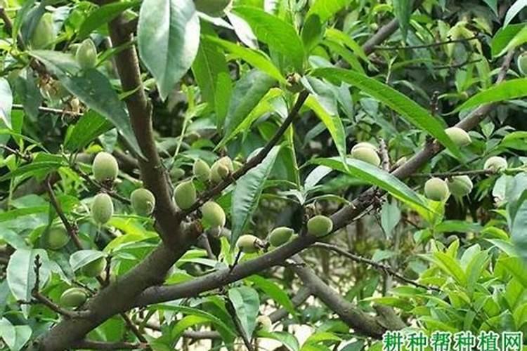 桃树施什么肥桃树的施肥方法