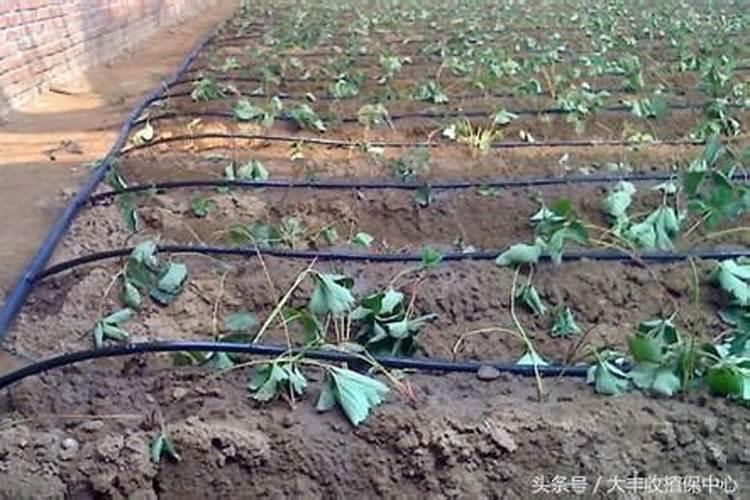 桔子皮能放花盆里做肥料吗