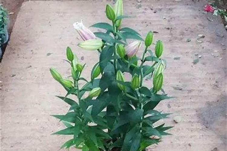 苹果花后施什么肥 苹果花后施什么肥好