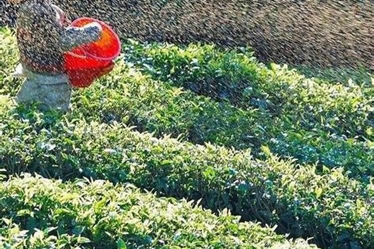 磷肥种菜的使用方法