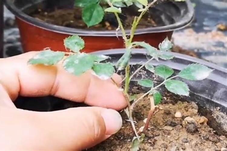 什么牙膏含有叶绿素？谢谢!