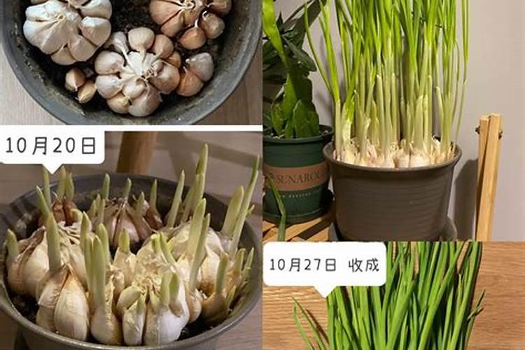 怎样去除蒜苔上的甲醛