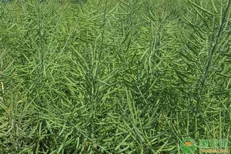 油菜种植用什么肥料比较好