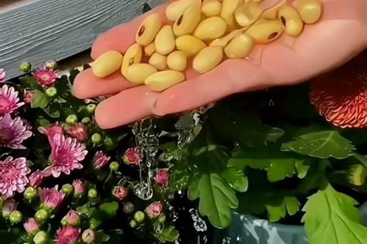 水溶肥与大量元素水溶肥有什么不同