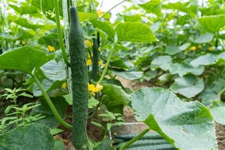 花生施什么肥料最好