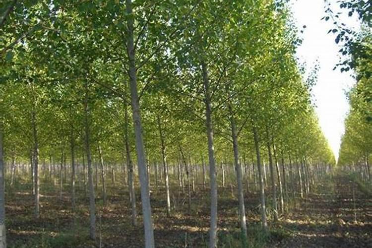 杨树怎样管理长得快
