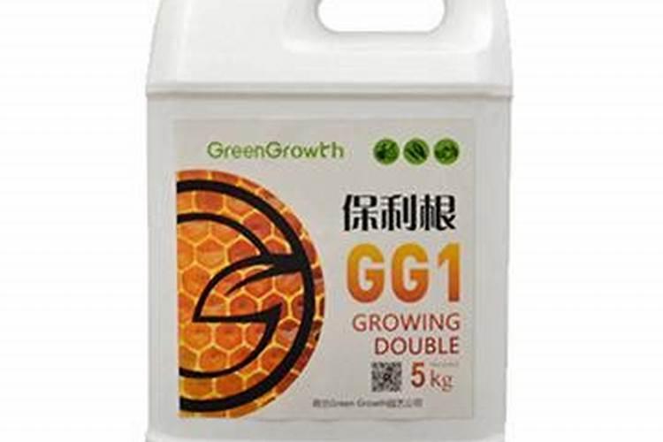 结球生菜栽培技术及管理方法