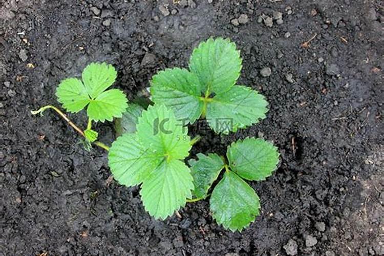 7月种的草莓几月追肥最好？