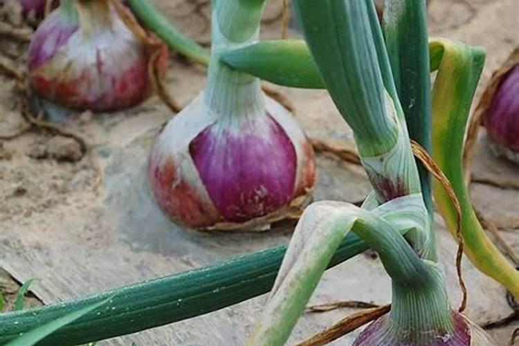 尿能不能被用来当作花肥浇花使用