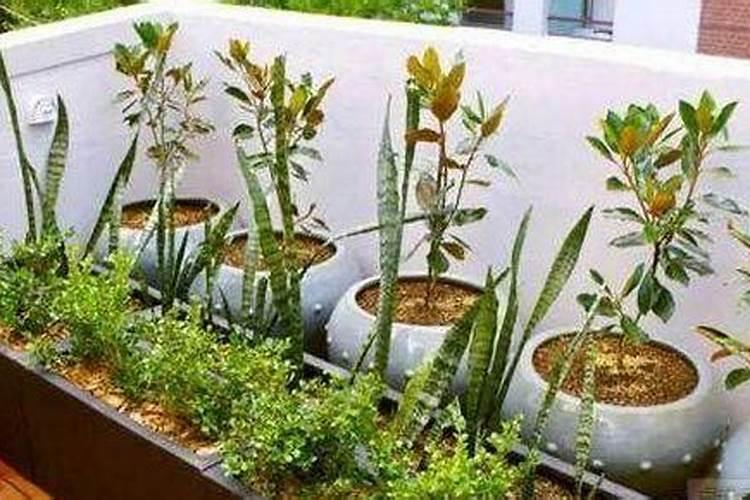 生地生长需要什么条件 生地种植技术