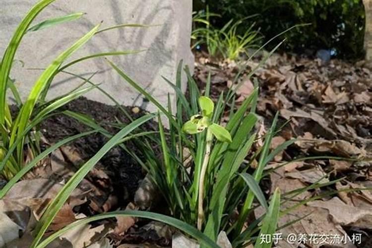 惠兰花怎么养才能开花惠兰花的养殖方法和栽培要点