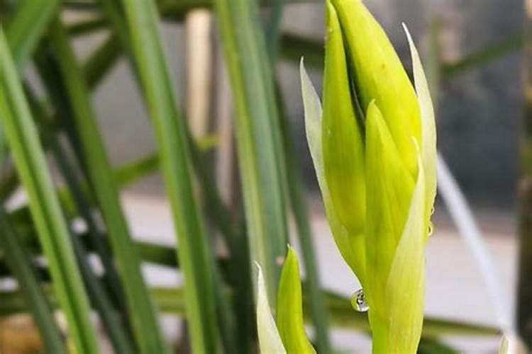 怎么给蕙兰正确的施肥？