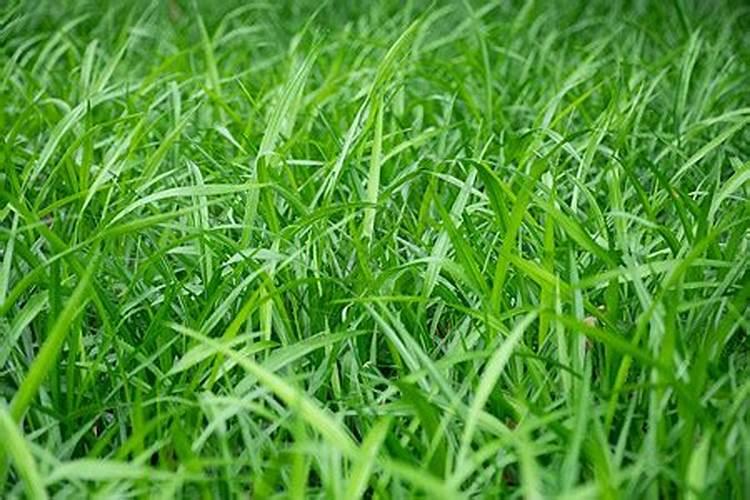 如何做到青饲料、多汁饲料的安全饲喂？