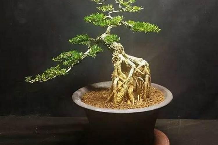 家用自制氮肥有哪些