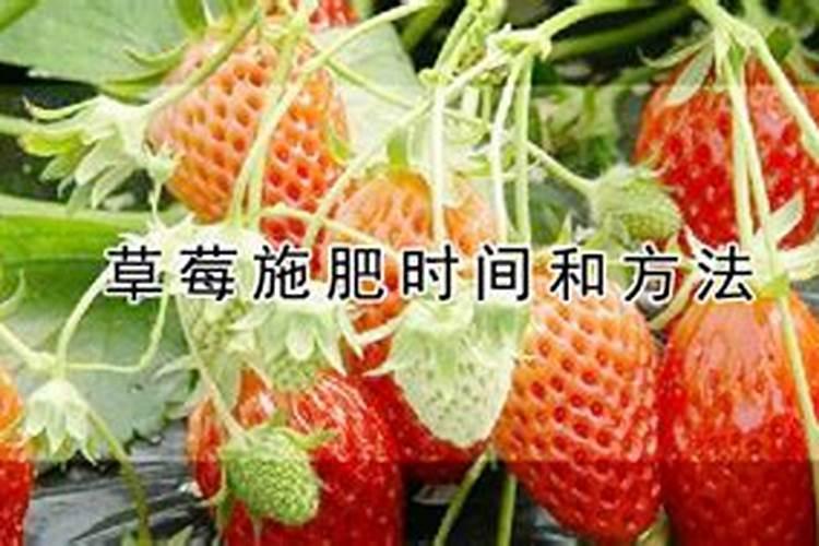 秋玉米最佳种植时间具体