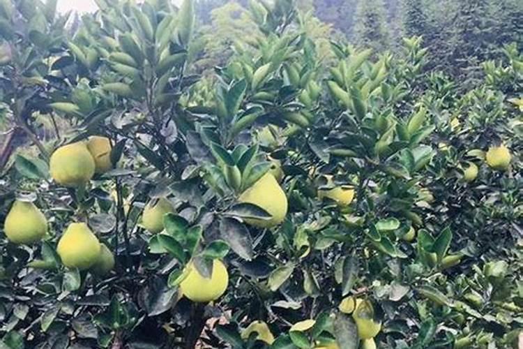八月瓜种植市场怎么样呀