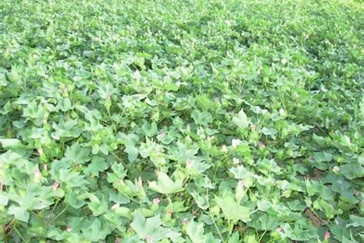 烂蔬菜用粉碎机打碎放瓶子里可以做肥料吗？