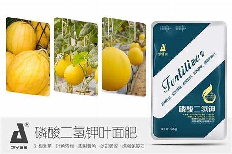 甜瓜需要用什么肥料？甜瓜上什么肥料好？甜瓜叶面肥用金泰靓