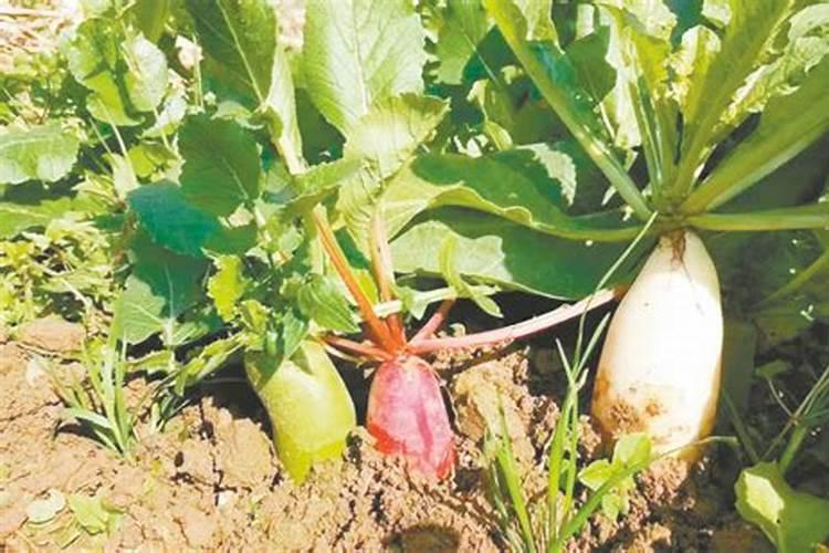 种大豆一垧地多少氮肥多少磷肥多少钾肥