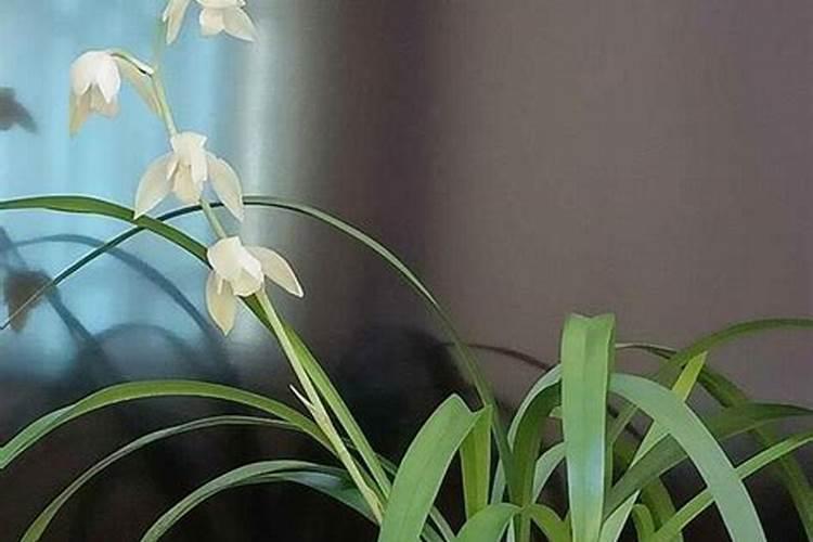 兰花有花苞时可以施花多多2号吗？