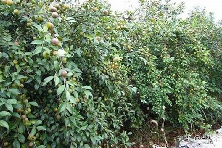 菜花怎样施肥,花长最大