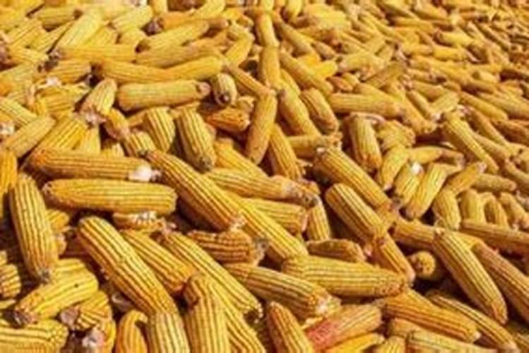 红薯用什么肥料才能高产