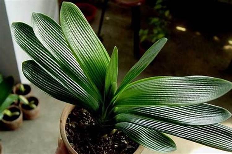 ...种植蒜黄时,需要施肥吗？如果施肥应该用什么肥料？肥料喷洒对叶子有损...