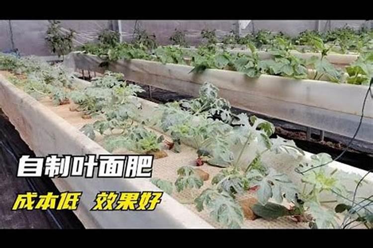 氨基酸叶面肥果树涂杆枝术怎么操作？