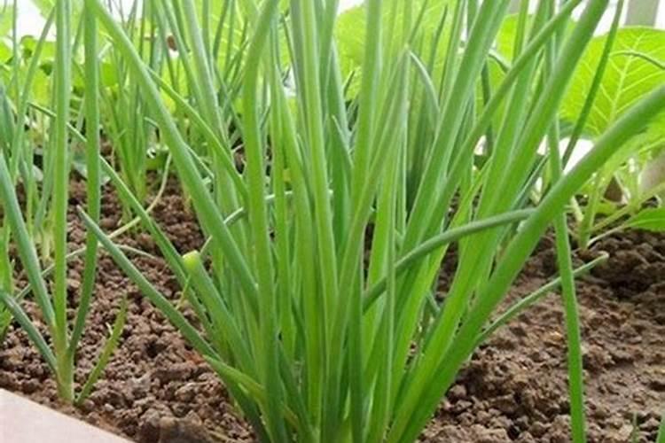 香葱播种以后,什么时候可以开始施肥？