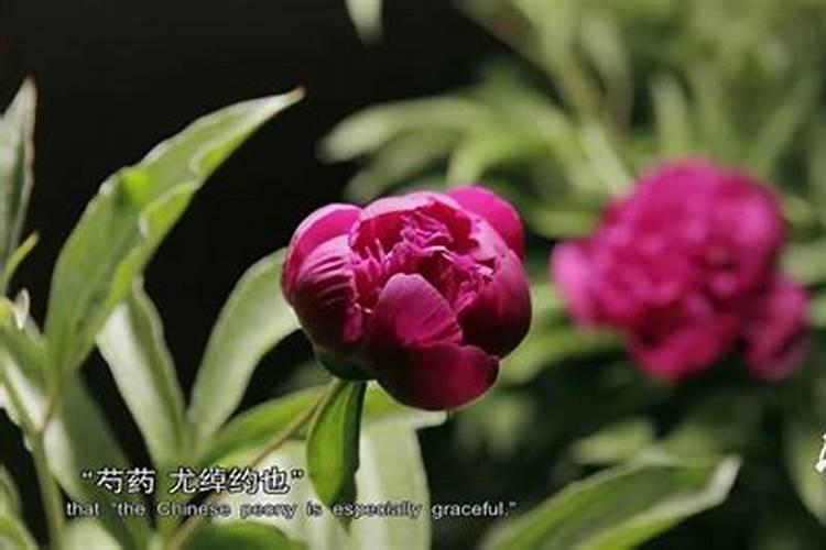 夏季刚移栽活的大杏树,刚发嫩芽,需要喷叶面肥吗？