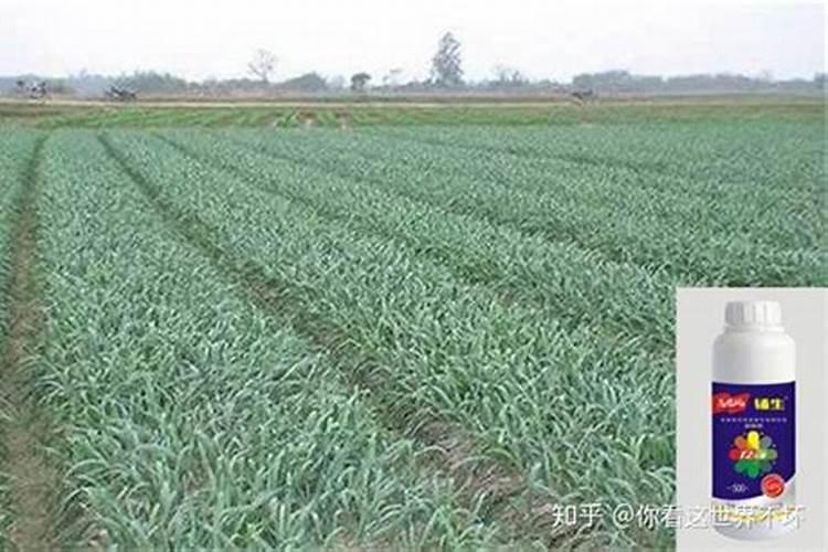 土豆烂根死苗是什么原因