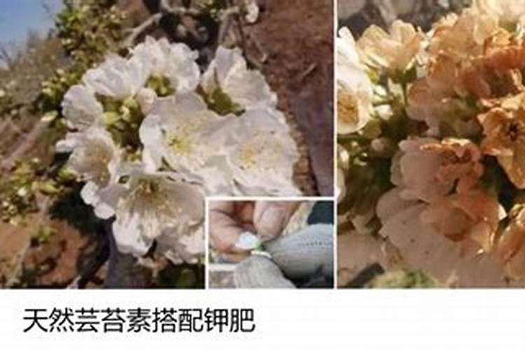 芸苔素多久喷一次,效果功能,什么时候不能使用